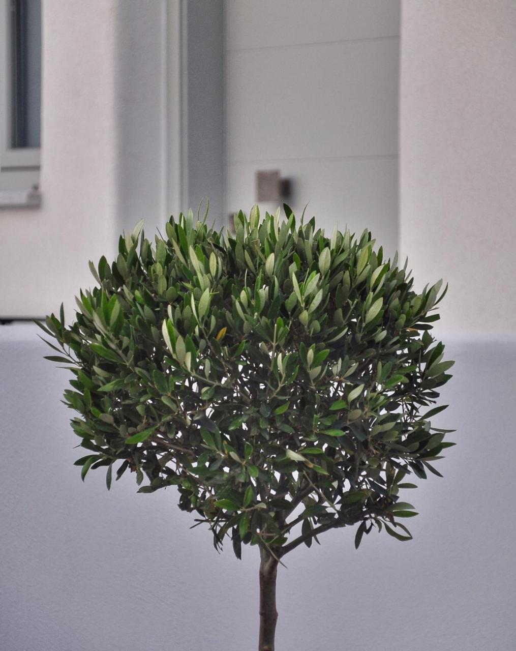 Quartano Luxury Cycladic Residence, Adults Only Naoussa Esterno foto
